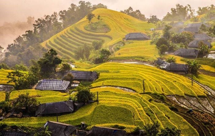 Rice Season Hoang Su Phi Ha Giang Tuyen Quang 2